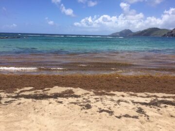 カリブ海での新婚旅行：ビーチに海藻が大量に漂着していて泳げなかった